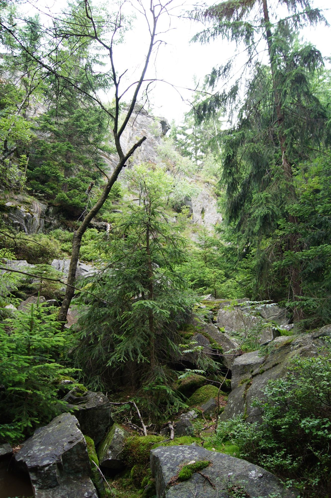 Artenvielfalt Im Wald Naturpark Oberer Bayerischer Wald