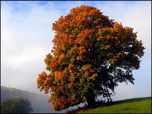 Der Feldahorn Baum des Jahres Naturpark SoonwaldNahe