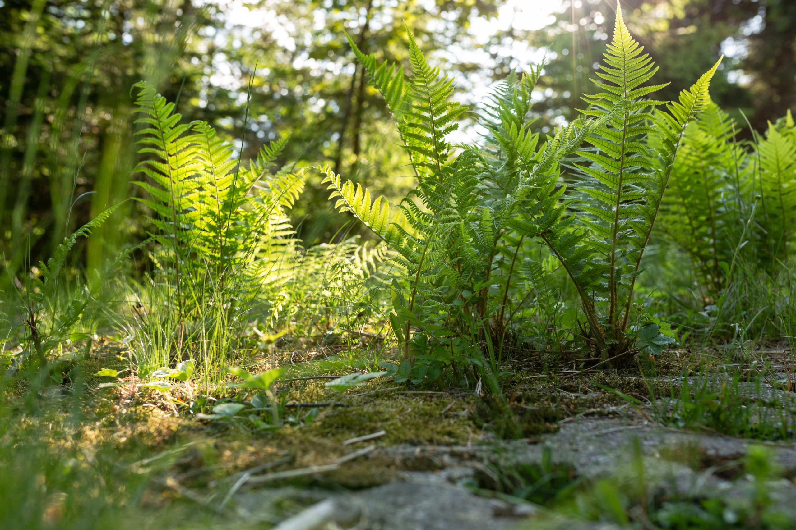 Langer Tag Der Natur Im Naturpark Th Ringer Schiefergebirge Obere