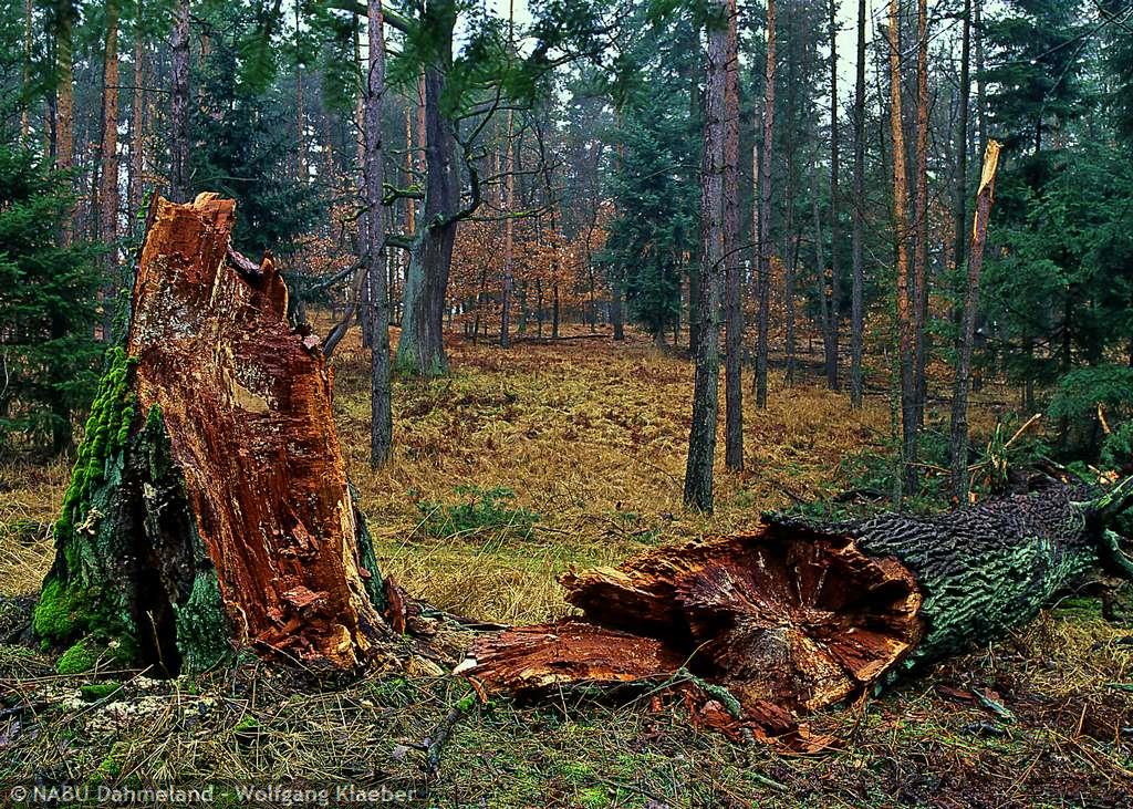 Noch einmal im Herbst Besuch beim Baum des Jahres 2014