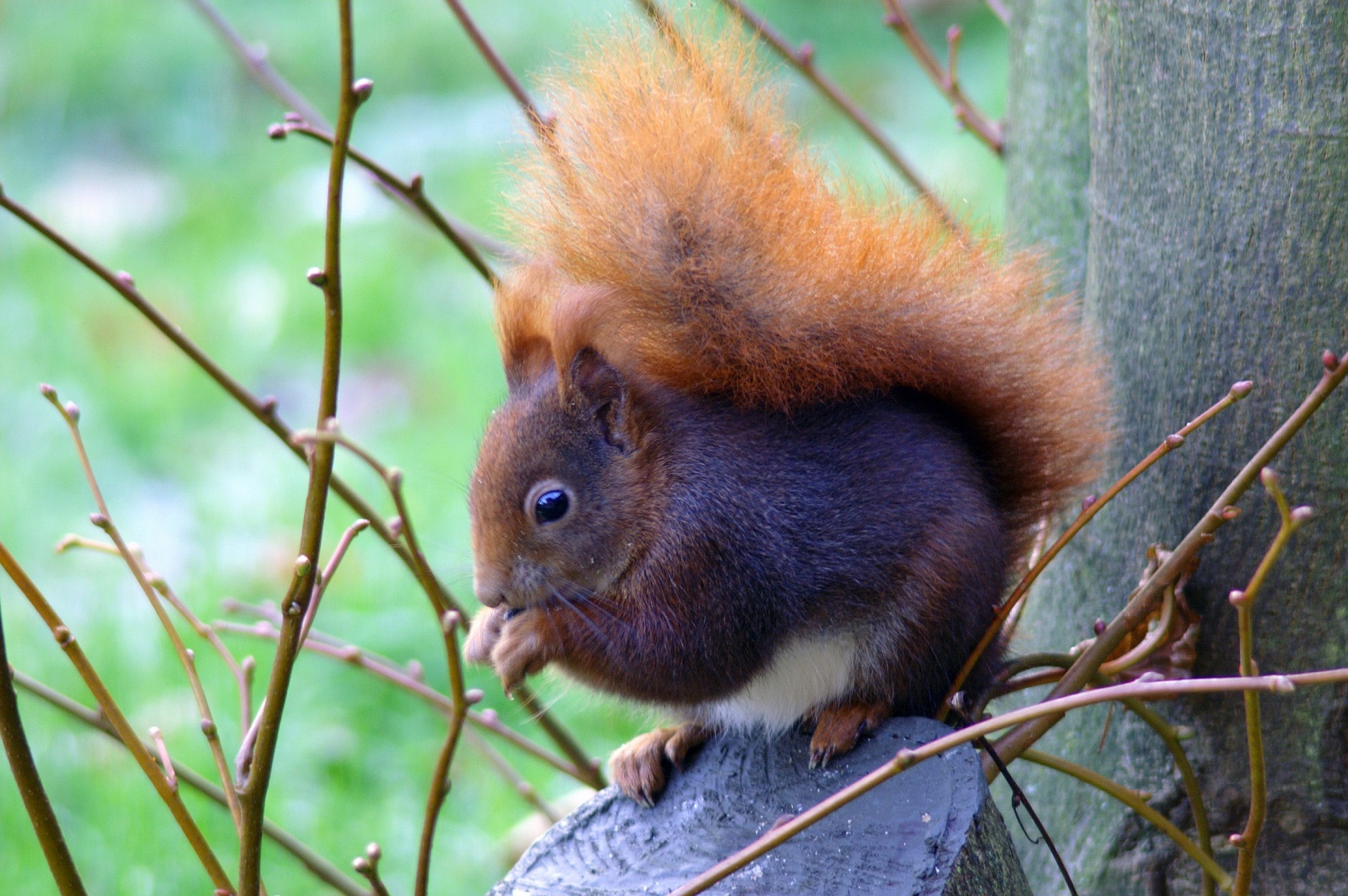 26. März 2017: Frühlingserwachen der Tiere im Wald - Naturpark Münden