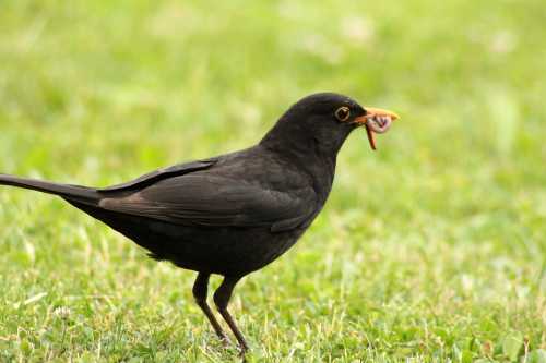 50+ Spruch der fruehe vogel , Der frühe Vogel fängt den Wurm Naturpark SoonwaldNahe