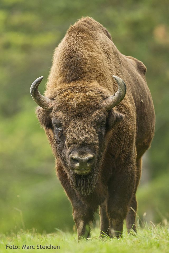 Wisent deutschland